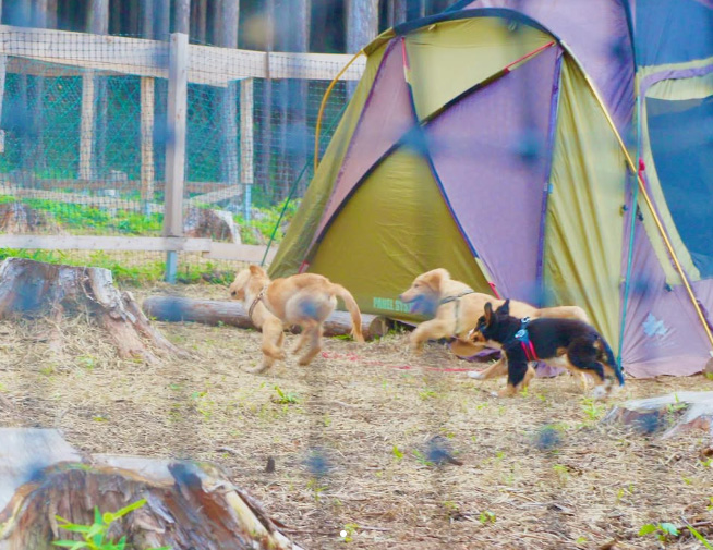 愛犬といけるキャンプ場